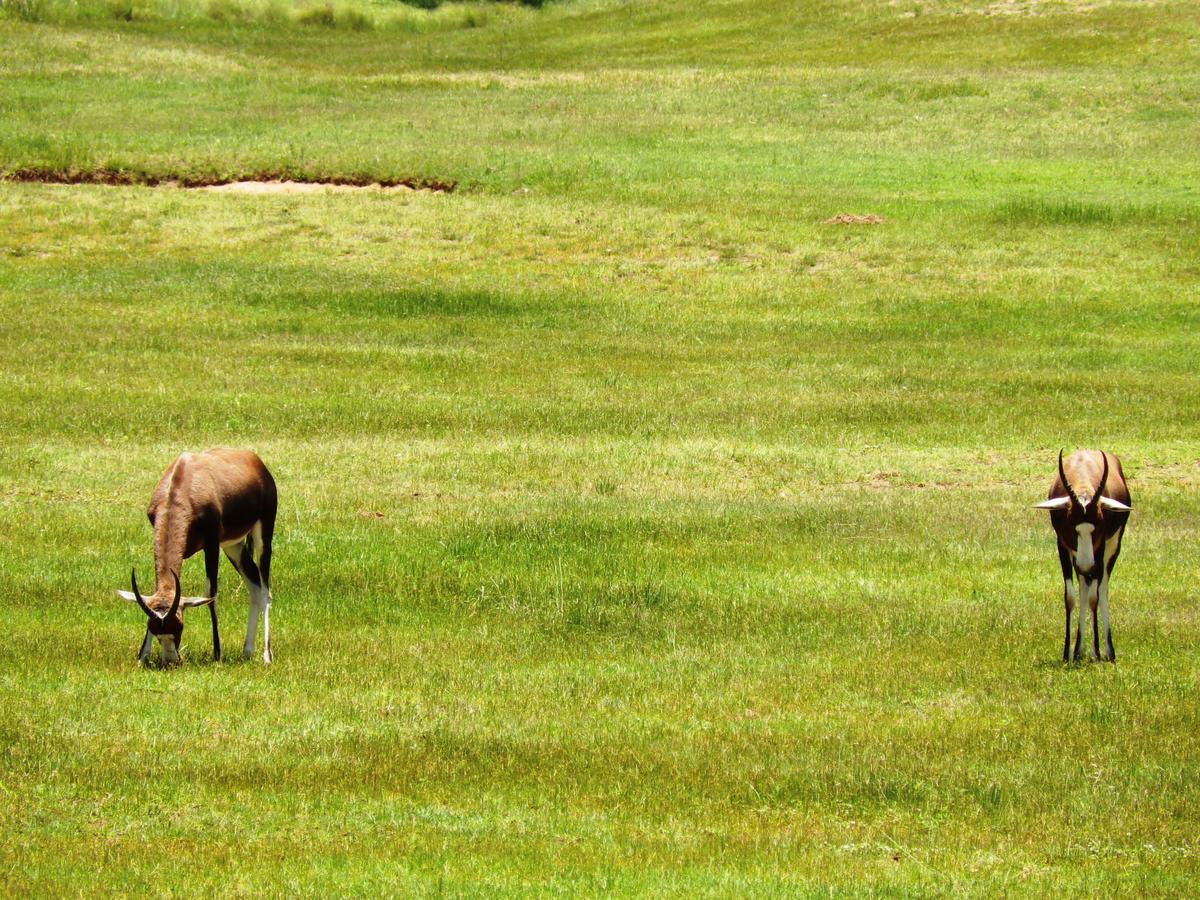 Legend Simba Safari - Legend Golf Safari Resort Golders Green Zewnętrze zdjęcie